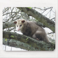 Opossum dans un arbre