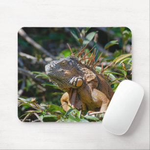 Tapis De Souris Orange Iguana, Faune Photo Lizard