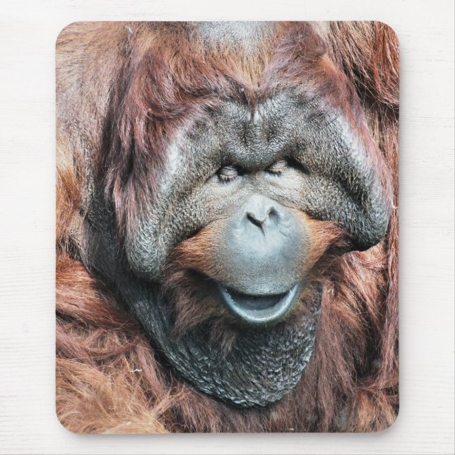TAPIS DE SOURIS ORANGUTANS (Devant)