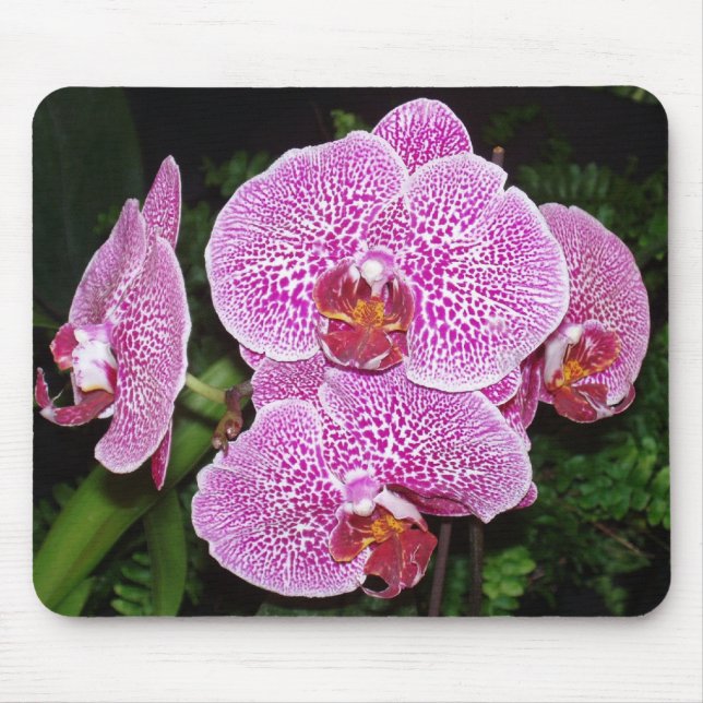 Tapis De Souris Orchid de Purple et White (Devant)