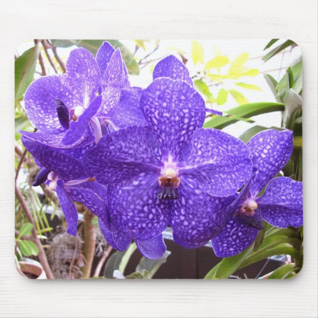 Tapis De Souris Orchidée de Vanda Pachara (Devant)