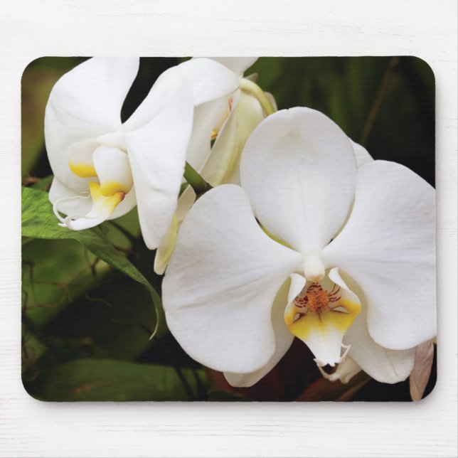 Tapis De Souris Orchidée Lune Blanche (Phalaenopsis Aphrodite) (Devant)