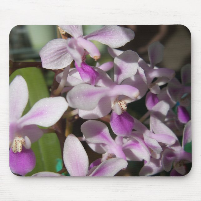Tapis De Souris orchidées miniatures (Devant)