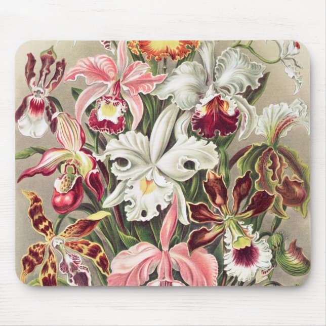 Tapis De Souris Orchidées, Orchidée Denusblumen par Ernst Haeckel (Devant)