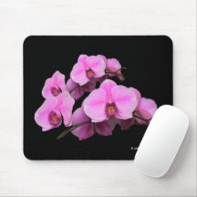 Orchidées roses élégantes Phalaenopsis Fleurs sur
