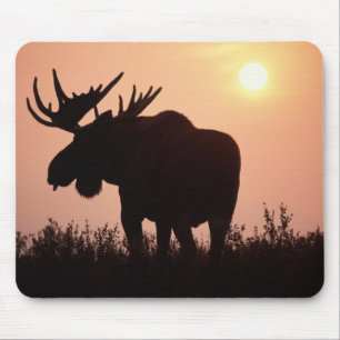Tapis De Souris orignal, Alces alces, taureau aux gros bois,