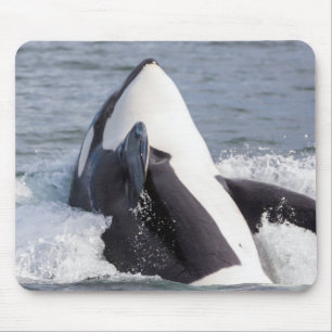 Tapis De Souris Orque faisant une cabriole hors de l'eau