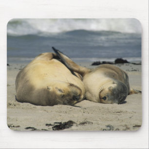 Tapis De Souris Otaries australiennes, Neophoca cinerea),