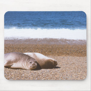 Tapis De Souris Otaries se reposant sur la plage