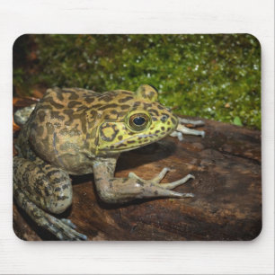 Tapis De Souris Ouaouaron, Rana catesbeiana