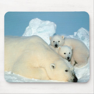 Tapis De Souris Ours blancs