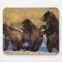 ours brun, Ursus arctos, grizzly, Ursus