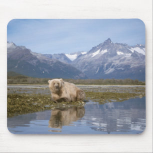 Tapis De Souris ours brun, Ursus arctos, grizzly, Ursus 4