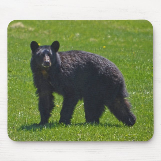 Tapis De Souris Ours noir sauvage et faune de l'herbe (Devant)