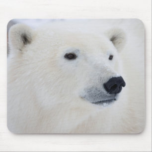 Tapis De Souris Ours polaire Churchill