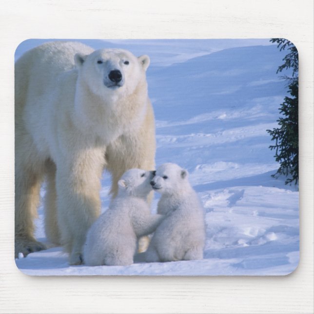 Tapis De Souris Ours polaire féminin debout avec 2 Cubs (Devant)