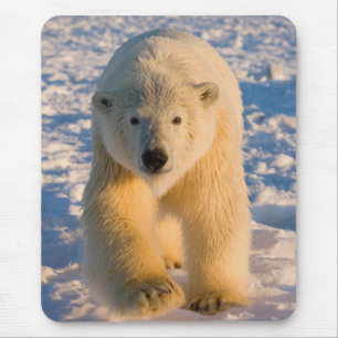 Tapis De Souris ours polaire, Ursus maritimus, ours polaire sur gl