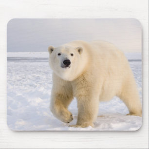 Tapis De Souris ours polaire, Ursus maritimus, sur glace et neige,