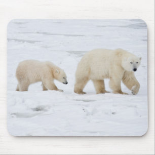 Tapis De Souris Ours polaires femelle et deux oursons