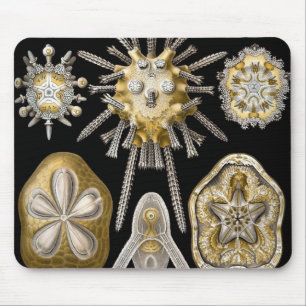 Tapis De Souris Oursins Anciens Dollars de Sable par Ernst Haeckel