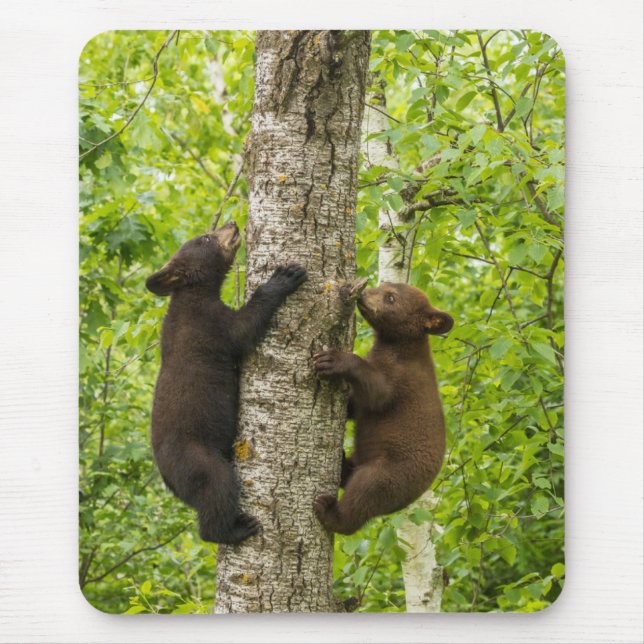 Tapis De Souris Oursons de l'ours noir grimpant à l'arbre (Devant)
