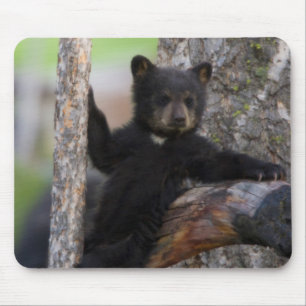 Tapis De Souris Oursons ours noir au repos