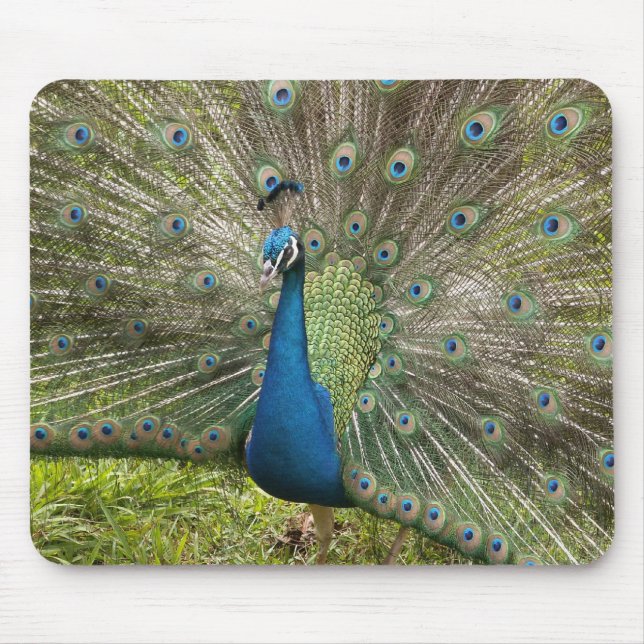Tapis De Souris Pacock (Devant)