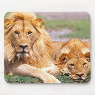 Tapis De Souris Paire de lions d'Afrique, Panthera leo, Tanzanie