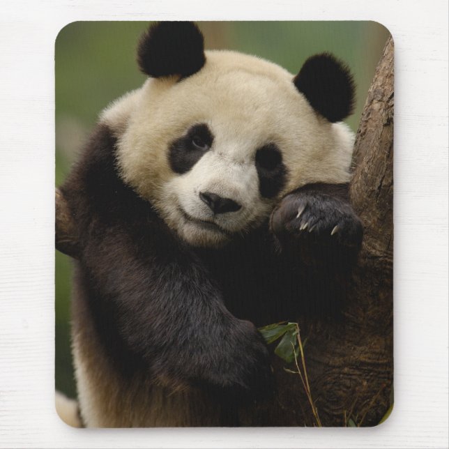 Tapis De Souris Panda géante Ailuropoda melanoleuca) Famille (Devant)