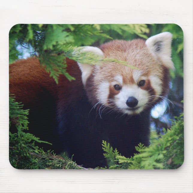 Tapis De Souris Panda rouge Mousepad (Devant)