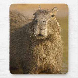 Tapis De Souris Pantanal, Brésil, Capybara, Hydrochoerus