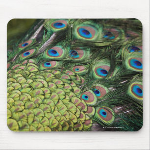 Tapis De Souris Paon masculin (cristatus de Pavo) montrant la