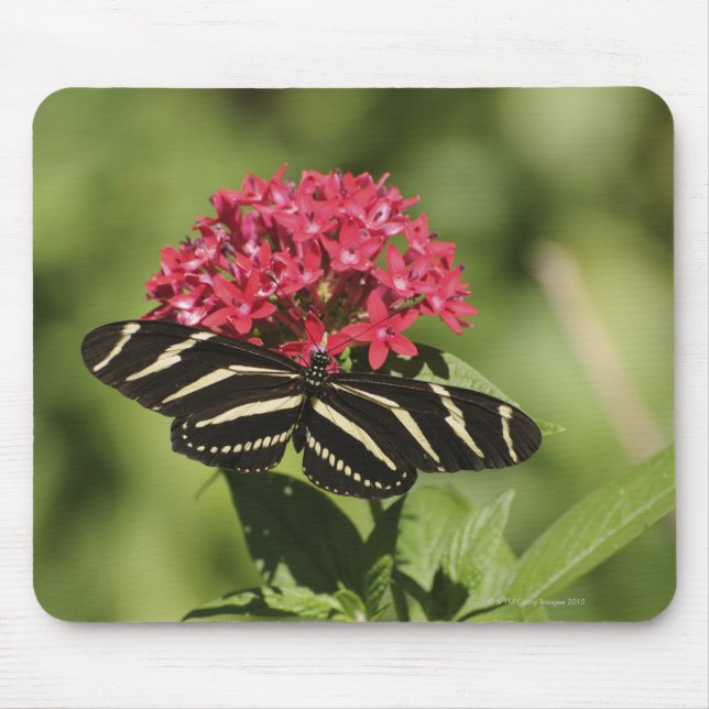 Tapis De Souris Papillon à ailes longues Zebra, Heliconius (Devant)