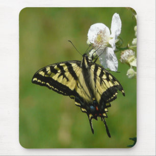 Tapis De Souris Papillon de machaon sur une fleur de Blackberry