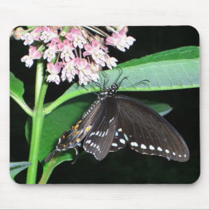 Tapis De Souris Papillon de nuit noir Swallowtail à Shenandoah