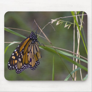 Tapis De Souris Papillon monarque dans l'herbe