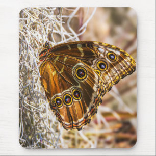 Tapis De Souris Papillon Morpho Bleu Époustouflant Art Photo Faune