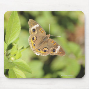 Tapis De Souris Papillon rouge commun, Junonia coenia.