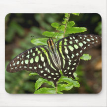 papillon Tailed Jay