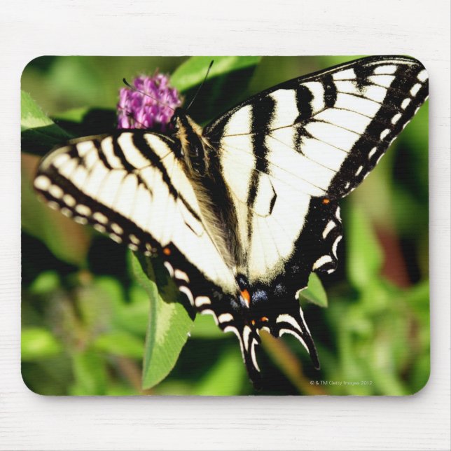 Tapis De Souris Papillon Tiger Swallowtail. Papilio glacus. (Devant)