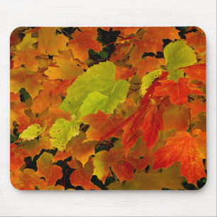Tapis De Souris Parc d'État d'Itasca, couleurs d'automne