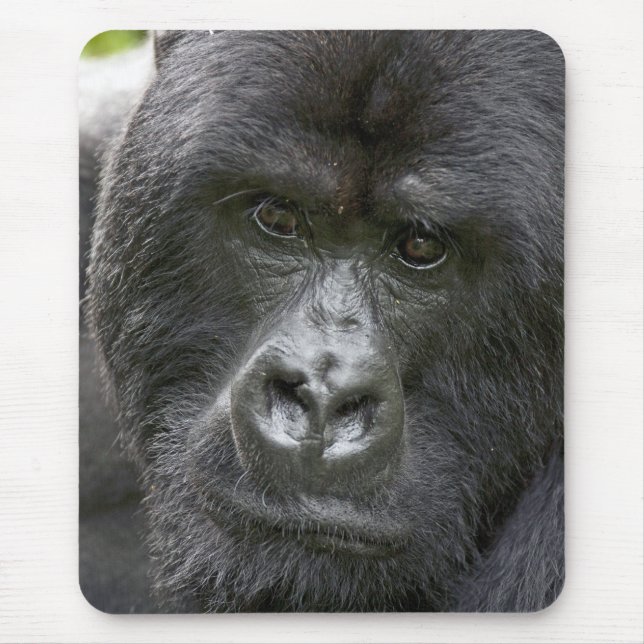 Tapis De Souris Parc national des Volcans, Rwanda, Gorilles des mo (Devant)