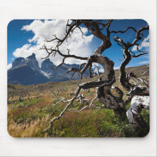 Tapis De Souris Parc national Torres del Paine, arbres endommagés 