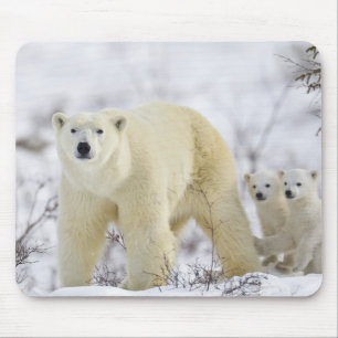Tapis De Souris Parc national Wapusk, Canada.