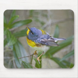 Tapis De Souris Paruline à collier (Parula americana)
