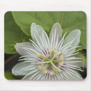 Tapis De Souris Passiflore de Galapagos Passiflora foetida