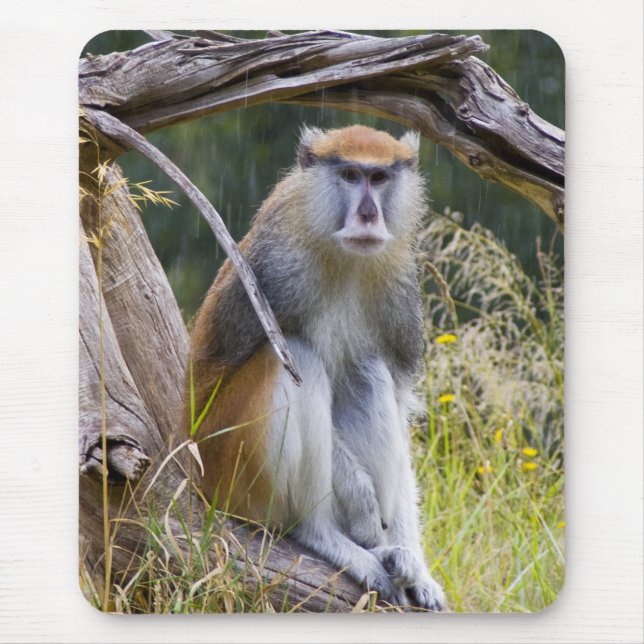 Tapis De Souris Patas Monkey (Devant)