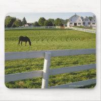 Pâturage de chevaux à la ferme