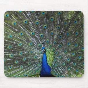 Tapis De Souris Pavanement de paon
