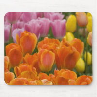 Pays-Bas aka Hollande), Lisse. Keukenhof 4